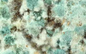 Mahwah NJ Mold Testing and Re-Testing Services