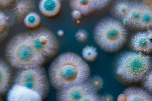 West Orange NJ Mold Inspector Mold Inspection Mold Testing Company
